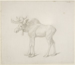 Dibujo del segundo alce toro del duque de Richmond de George Stubbs